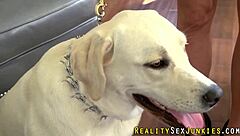 Real pornstar gets intense titty fuck and blowjob ending in facial