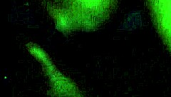 Long fat cock head slides into her mouth