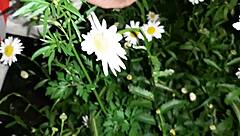 mutual masturbation with housekeeper in garden?