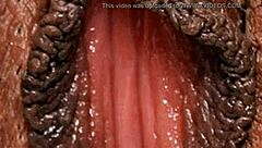 Female Textures - Brownies - Black Ebony HD Vagina Close Up Hairy Sex Pussy