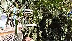 Hot suck and fuck in 420 patch