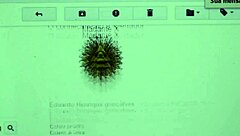 I Stole His Books! Brazilian Twink Exclaims Seductively