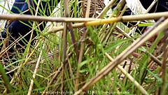 alexis crystal gets double penetrated by two big cocks in a cumshot scene