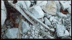 Watch this music video of Oklahoma farm sex?