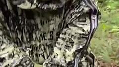 the hike in the forest ended with fucking