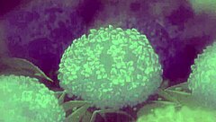 fingered and fucked anime teen 18+ hardcore hentai cartoon japanese big tits sex masturbation asian fucking