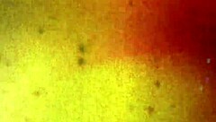 Tgirls Xxx Dinner Is Served