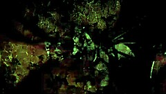 vintage erotic illustrations tell tales of forbidden desires