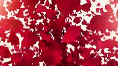 beautiful young czech girl displays her beauty in amateur video