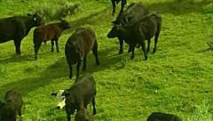 brooke ballentyne fucks a hired ranch hand by the fireside outdoors