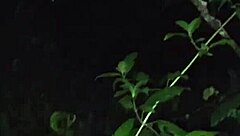 I met this cute whore friend in the jungle, and we fucked wildly