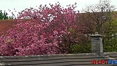 why is british slut sucking nerds cock