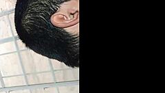 Is this big ass ready for big black cock teasing?