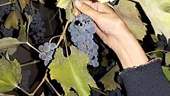 my neighbor thanked me for the grapes with cunnilingus - lesbian illusion girls