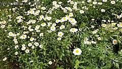 i spy neighbor masturbating to orgasm