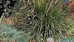 Mature woman spreads her big pussy in nature's secret garden