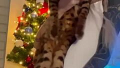 Ever tried a solo Christmas dildo session that leaves you craving more toys?