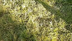 brunette neighbor gets passionate muff diving and licking leading to intense cunilingus pov orgasm