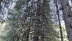 public pissing in nature car travel pov compilation