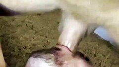 paulista drags carioca home for ass licking and cum tease