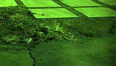 Hairy teen bound, wanna fuck her feet first?