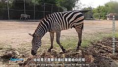 couple explores bangkok southeast asia romantic journey with sexy amateurs