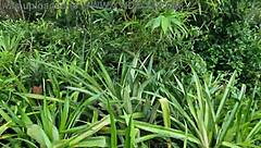 true story of brazil discovery in cananeia