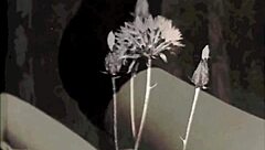 Bound vintage lesbians in hairy bondage