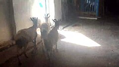 young teen fucks big cock outdoors on webcam!