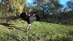 dance of leylakh 2 in public outdoor setting