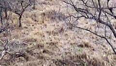 Angel Emily orgasms in outdoor safari anal sex