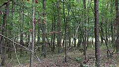 Nadia White drilled on motorcycle outside.