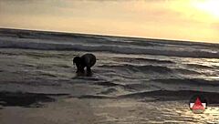 Stranded in the quicksand, Asian beauty's desperate struggle